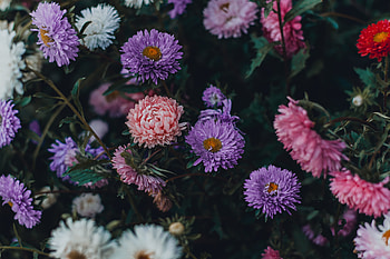 Colorful, Chrysanthemum, flowers, plants, flora HD wallpaper