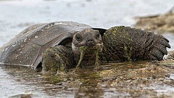 Crocodile-tortoise encounters, Island predator-prey dynamics, Ancient island ecosystem, Nature's history HD wallpaper