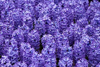 Purple hyacinths, , Nature's elegance, Floral spectacle HD wallpaper