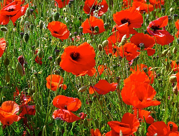 Poppie, poppies, flowers, field, red HD wallpaper