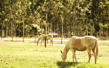 Animals, Food, Grass, Summer, Shine, Light, Stroll, Horse, Corral HD wallpaper