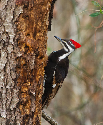 Pileated woodpecker, Nature's magnificence, Jooinn HD phone wallpaper