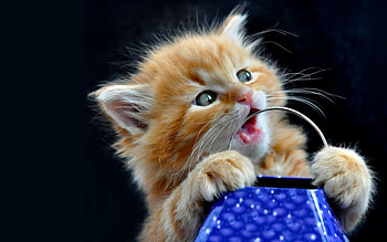 Animals, Kitty, Kitten, Muzzle, Toy, Playful HD wallpaper