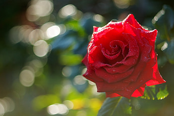 Red rose, Macro, Flower, Rose, Red HD wallpaper