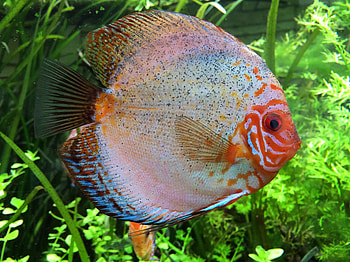 Animals, Aquarium, Fish, Cichlid, Cichlids HD wallpaper