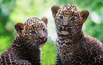 Leopard Cub, animal, cat, leopard, cub HD wallpaper
