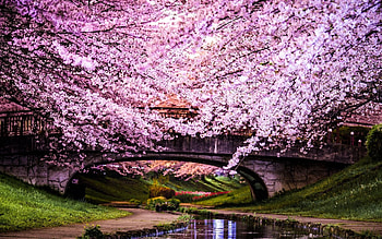 Cherry Blossom Bridge, blooming, trees, spring, path, river HD wallpaper