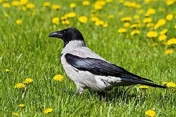 Animals, Grass, Bird, Crow HD wallpaper