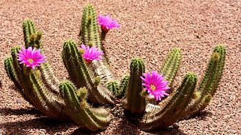 Echinocereus viereckii, Cactus HD wallpaper