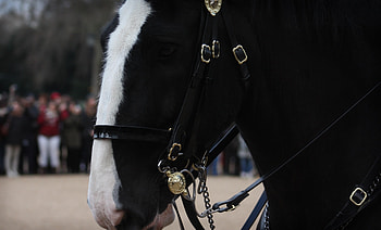 Animals, Muzzle, Horse, Voronoi HD wallpaper