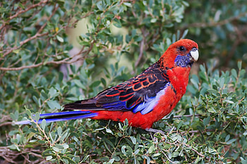 Animals, Leaves, Parrots, Bird, Branch HD wallpaper