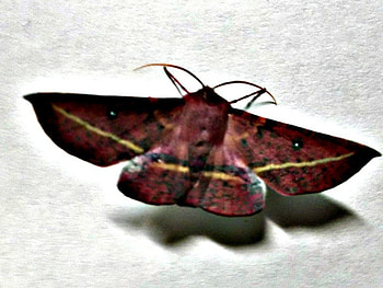 MY LITTLE VISITER, LITTLE, MOTH, NATURE HD wallpaper