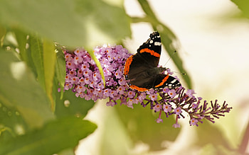 Butterflies, Insects HD wallpaper