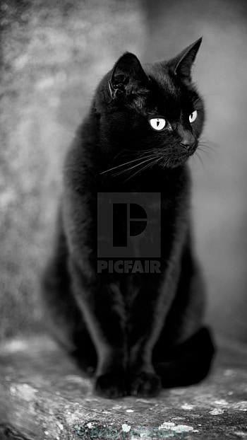 Black Cat, Cute Cat, Kitty HD phone wallpaper