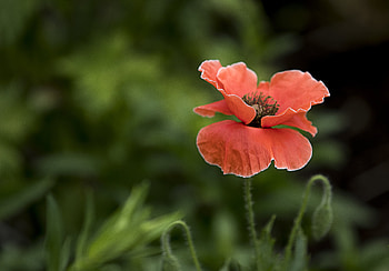 Flowers, Flower, Plant, Poppy HD wallpaper