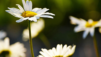 Flowers, Camomile, Plant, Macro, Petals HD wallpaper