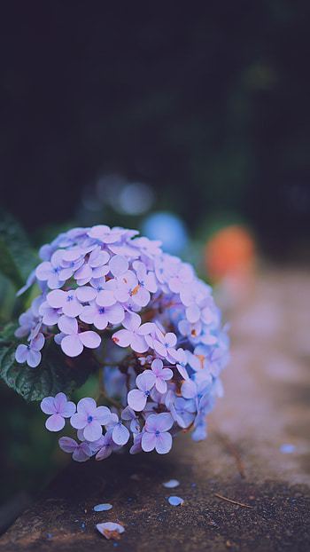 Flowers, Lilac, Macro, Hydrangea Serrata, Serrat's Hydrate, Large Palnom, Large Pale HD phone wallpaper