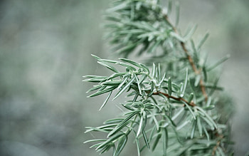 Plant, Macro, Branch, Spruce, Fir, Focus HD wallpaper