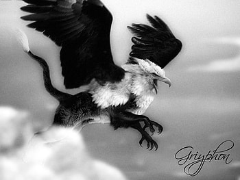 Gryphon, white, black, abstract, cg, fantasy HD wallpaper
