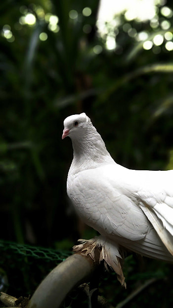 Pigeon, art, dove, Love, bird HD phone wallpaper