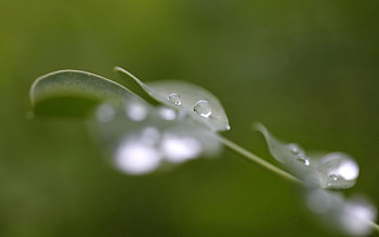 Leaves, Drops, Macro, Moisture, Dew HD wallpaper