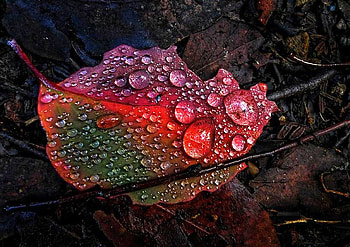 Wet Leaf, leaf, wet, beautiful HD wallpaper