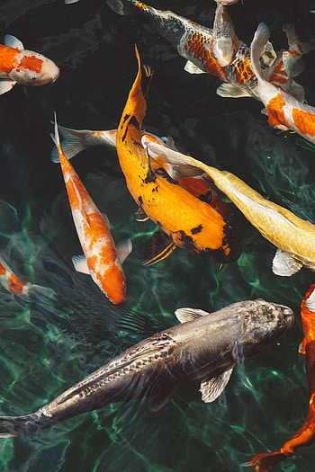 2018 in store for Pisces, Koi , Fish background, Mystical beauty HD phone wallpaper