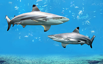 Sharks, sea, animal, fish, water, ocean HD wallpaper