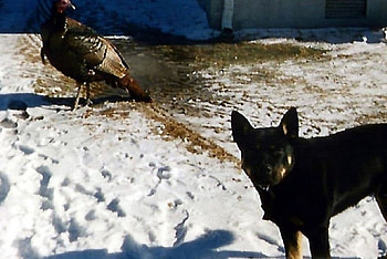 Turkey and A Dog, Animals, Wild Turkey, Dog, Farm HD wallpaper