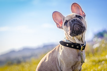 Animals, Dog, Collar, French Bulldog HD wallpaper