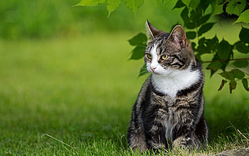Animals, Grass, Sit, Cat, Striped, Stroll HD wallpaper