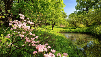 Preview spring, branches, colors, wood, trees, pond, water HD wallpaper