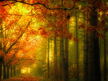 Autumn Trees, trees, autumn, beautiful HD wallpaper
