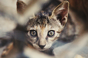 Kitten, curious, animal, muzzle, pet HD wallpaper