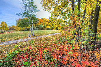 Nature, Trees, Autumn, Forest, Path HD wallpaper