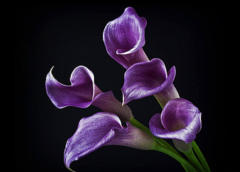 Purple calas, purple, nature, calas, flower HD wallpaper