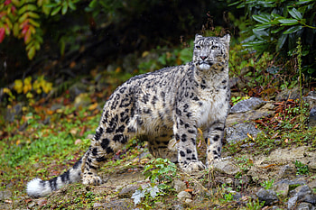 Snow leopard look, Stones rain, Irbis section, Cats resolution HD wallpaper