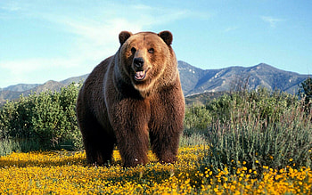 Grizzly bears , Majestic creatures, selection, Animal beauty HD wallpaper