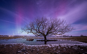 Tree Aurora Northern Lights, tree, aurora, northern-lights, nature, sky HD wallpaper