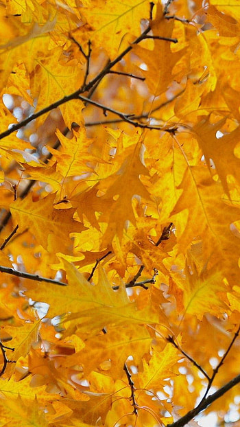 Leaves autuma, , october HD phone wallpaper
