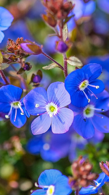 Blue Flowers, Sky Blue, Floral Background HD phone wallpaper