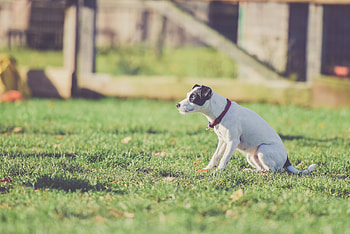 Animals, Grass, Dog, Stroll, Collar HD wallpaper