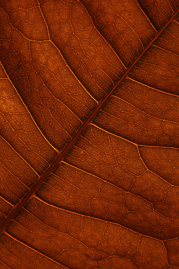 Macro, Structure, Brown, Leaflet, Veins HD phone wallpaper