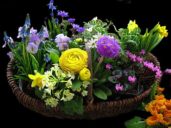Blooms in a Basket, basket, colorful, flowers, lovely HD wallpaper