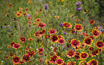 Plants, Landscape, Flowers HD wallpaper