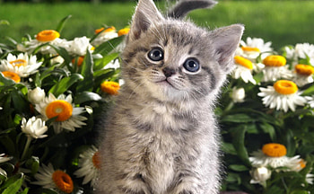 Cat, animal, pussy, kitty HD wallpaper