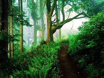 Path of ferns, leaves, sunlight, green, trees, ferns, forest, walkway HD wallpaper
