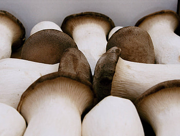 King oyster mushrooms, Gourmet mushrooms, Premium quality, Culinary excellence HD wallpaper