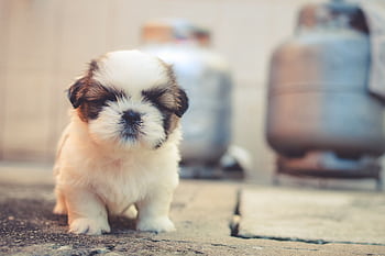 Cute fluffy puppy with a blurred background, perfect for animal graphy enthusiasts. HD wallpaper