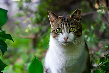 Animals, Trees, Leaves, Cat, Muzzle HD wallpaper